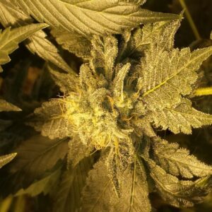 OG Critical Feminised Seeds by Emerald Triangle