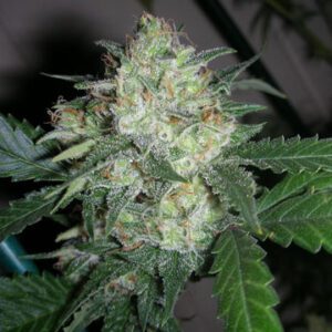 OGiesel Feminised Seeds by Cali Connection