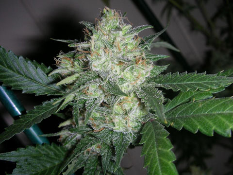 OGiesel Feminised Seeds by Cali Connection