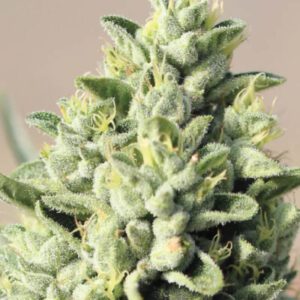 Old Growth OG Feminised Seeds by Humboldt Seed Co.