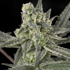 Old School Feminised Seeds by Ripper Seeds