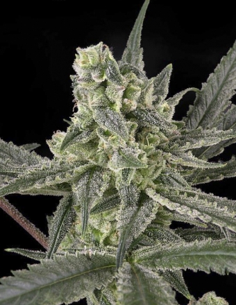 Old School Feminised Seeds by Ripper Seeds
