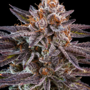 OMG Feminised Seeds by Ripper Seeds