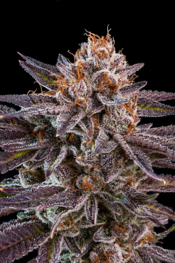 OMG Feminised Seeds by Ripper Seeds