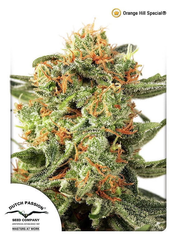 Orange Hill Special Regular Seeds by Dutch Passion