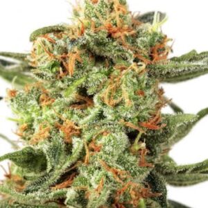 Orange Hill Special Feminised Seeds by Dutch Passion