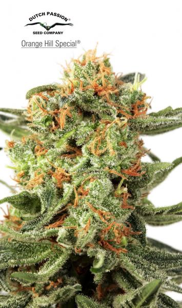 Orange Hill Special Feminised Seeds by Dutch Passion
