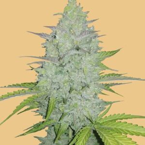 Original Cheese Auto Feminised Seeds by FastBuds