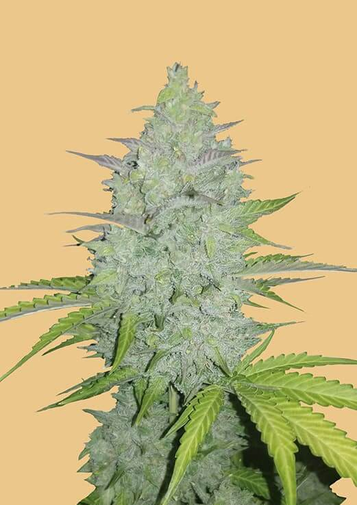 Original Cheese Auto Feminised Seeds by FastBuds