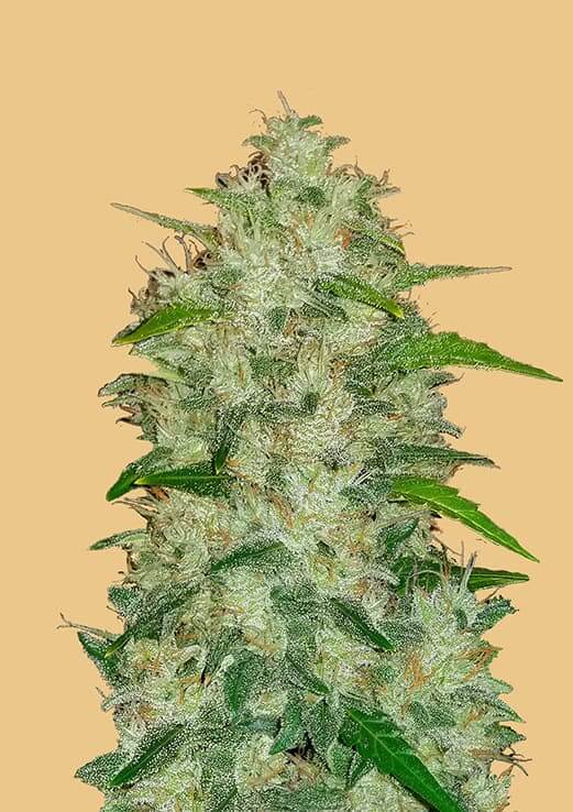 Original Chemdawg Auto Feminised Seeds by FastBuds