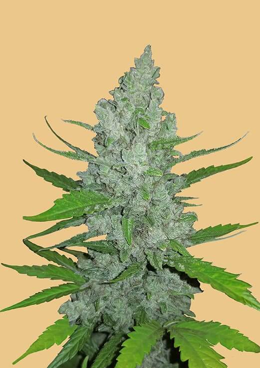 Original Sour Diesel Auto Feminised Seeds by FastBuds