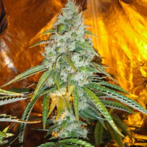 Original Sour Diesel Feminised Seeds by Cali Connection