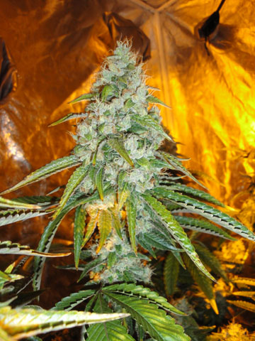 Original Sour Diesel Feminised Seeds by Cali Connection