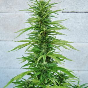 Outdoor Grapefruit Feminised Seeds by Female Seeds
