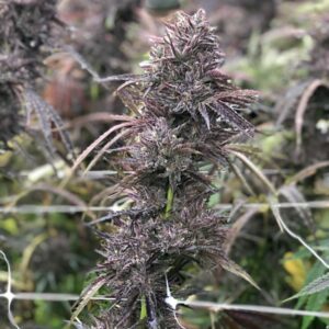 Pai-Gow FAST Feminised Seeds by Atlas Seed