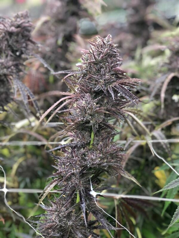 Pai-Gow FAST Feminised Seeds by Atlas Seed