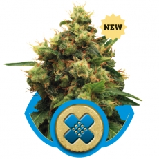Painkiller XL CBD Feminised Seeds by Royal Queen Seeds