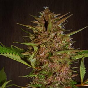 Pakistan Chitral Kush Regular Seeds by Ace Seeds