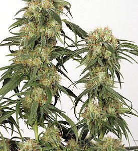 Pamir Gold Feminised Seeds by Dutch Passion