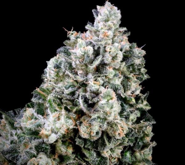 Papaya Bomb x Cotton Candy FAST Feminised Seeds by Atlas Seed