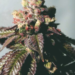 Passion Berry Feminised Seeds by Cali Connection