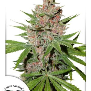 Passion Fruit Feminised Seeds by Dutch Passion