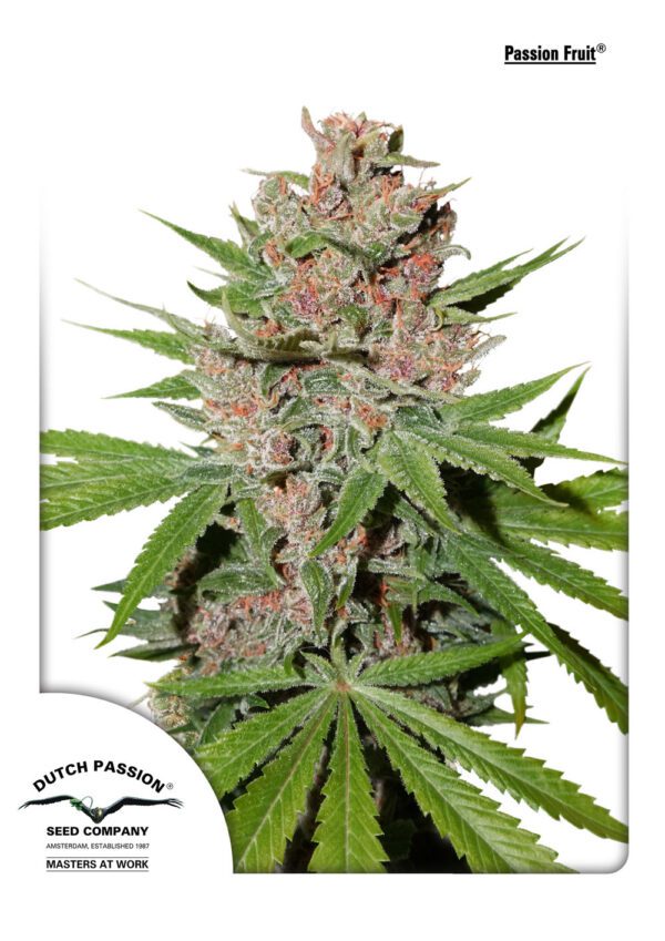Passion Fruit Feminised Seeds by Dutch Passion