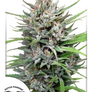 Passion #1 Regular Seeds by Dutch Passion