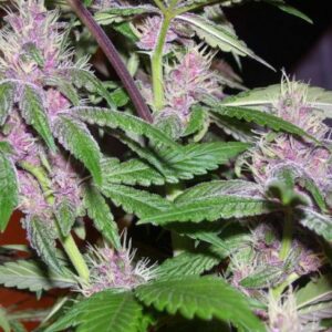 Pakistan Chitral Kush Regular Seeds by Ace Seeds