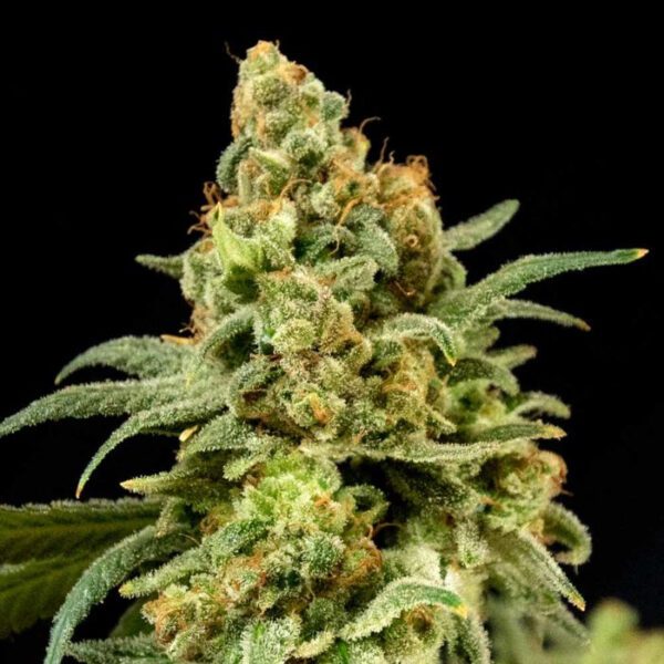 Peaches 'n' Cheese Feminised Seeds by House of the Great Gardener