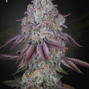Persian Pie Feminised Seeds by Greenhouse Seed Co.
