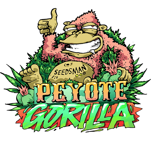 Peyote Gorilla Feminised Seeds by Seedsman
