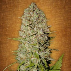 Pineapple Express Auto Feminised Seeds by FastBuds