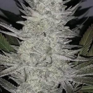 Pineapple Dynamite Limited Edition Regular Seeds by Lineage Genetics