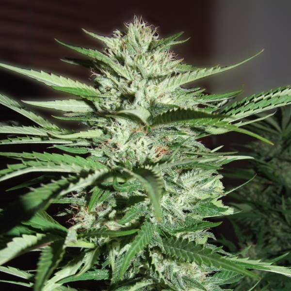 Pineapple Express Feminised Seeds by G13 Labs