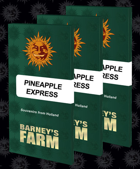 Pineapple Express Feminised Seeds by Barney's Farm