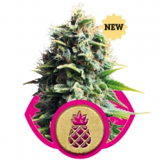 Pineapple Kush Feminised Seeds by Royal Queen Seeds