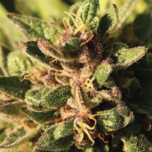 Pineapple Muffin Feminised Seeds by Humboldt Seed Co.