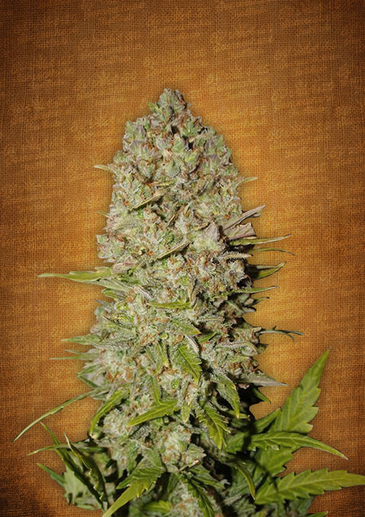 Pineapple Express Auto Feminised Seeds by FastBuds