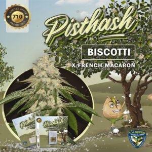 Pisthash Feminised Seeds by T.H. Seeds