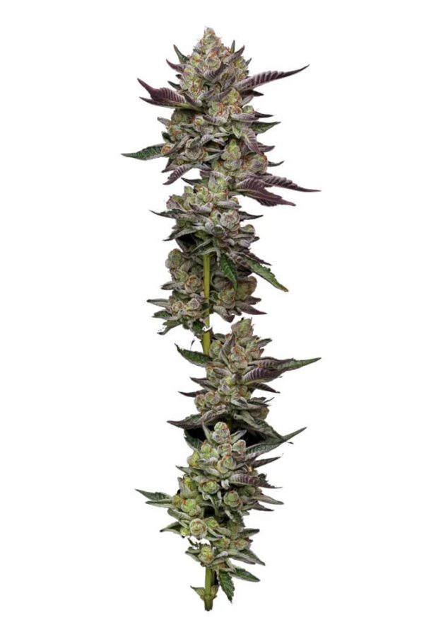 Poddy Mouth Feminised Seeds by Humboldt Seed Co.