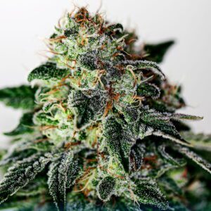 Mystic Cookie Express Auto Feminised Seeds by Positronics