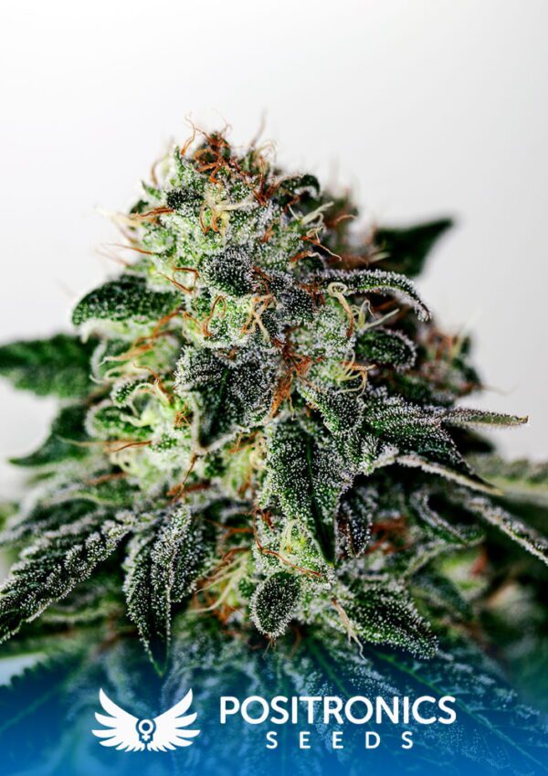 Mystic Cookie Express Auto Feminised Seeds by Positronics
