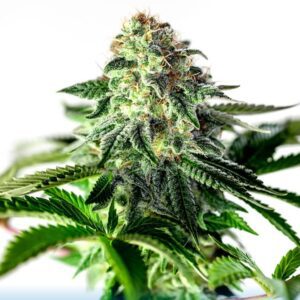Sticky Dream Express Auto Feminised Seeds by Positronics