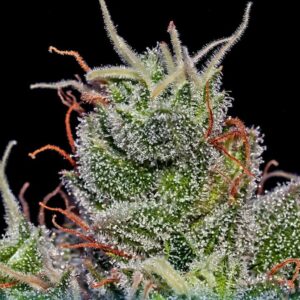 Super Cheese Express Auto Feminised Seeds by Positronics