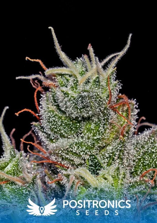 Super Cheese Express Auto Feminised Seeds by Positronics