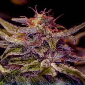 Z Valley Feminised Seeds by Positronics