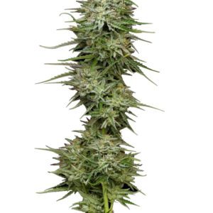 Pound Town Auto Feminised Seeds by Humboldt Seed Co.