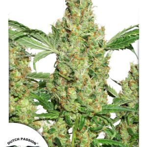 Power Plant Regular Seeds by Dutch Passion