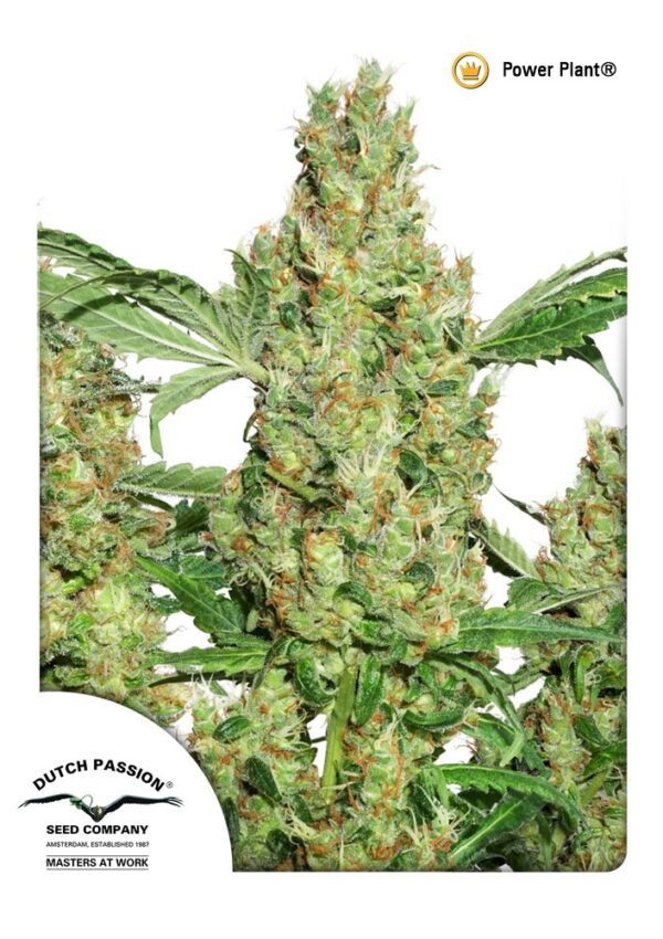 Power Plant Regular Seeds by Dutch Passion